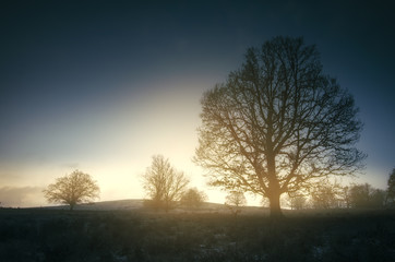 Fototapeta na wymiar morning sunrise light in dark landscape with trees