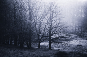 trees at the edge of a forest in dark fantasy landscape