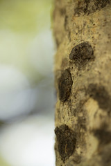 tree bark fallen on ground