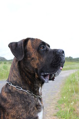 chien can&eacute; corso cane assis &eacute;l&eacute;gant et distingu&eacute;