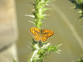 macro farfalla