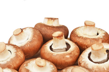Champignon (True mushroom)