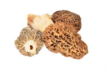 Morchella esculenta mushroom