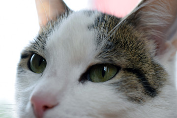 Close up of domestic cat head