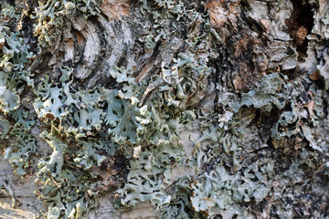 Old birch with lichen background texture