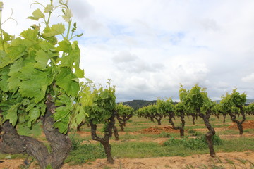 Fototapeta na wymiar viticulture