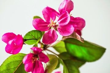 Blossoming crimson sakura flower.