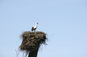 Fototapeta premium Stork and nest