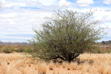 Samotne drzewo na Pustyni Kalahari - obrazy, fototapety, plakaty