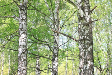 Fototapeta premium Beautiful landscape with young juicy birches with green leaves and with black and white birch trunks in sunlight in the morning in spring