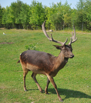 Fototapeta Pere David's deer (Elaphurus davidianus), also known as the milu or elaphure, is a species of deer that is currently extinct in the wild all known specimens are found only in captivity. 