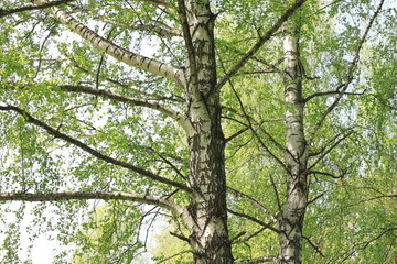 Beautiful landscape with young juicy birches with green leaves and with black and white birch trunks in sunlight in the morning in spring