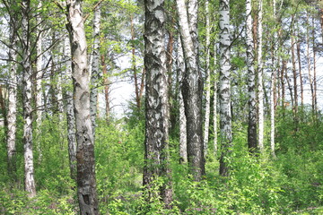 Fototapeta premium Beautiful landscape with young juicy birches with green leaves and with black and white birch trunks in sunlight in the morning in spring