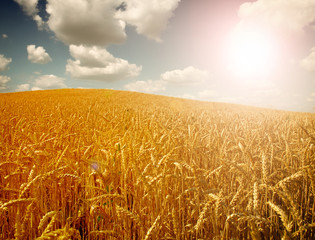Naklejka premium Wheat field against a sky