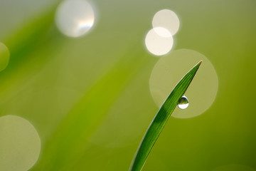 green fresh wheat with dew