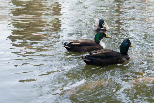 Ducks swim in ponds.