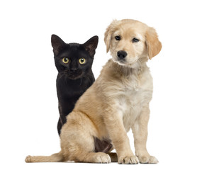 Obraz premium Dog and cat sitting, isolated on white