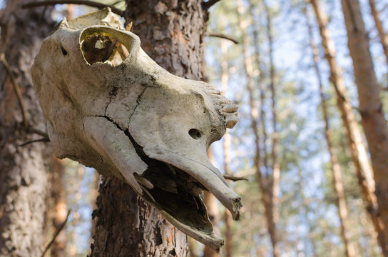 The skull of the horse hanging in a tree in the woods