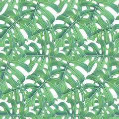 Tropical seamless pattern made of monstera leaves.