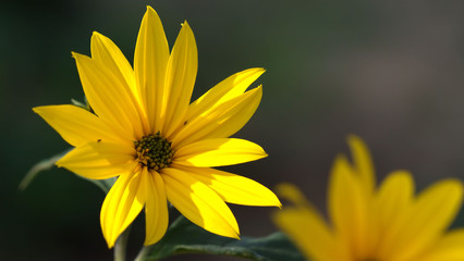 Yellow Flower