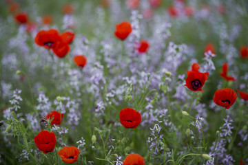 Red poppies in the field