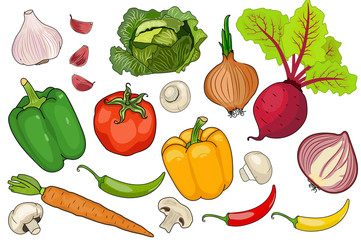 white background cut vegetables. vector illustration of high quality.