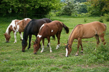 Obraz na płótnie Canvas Pferde auf der Weide
