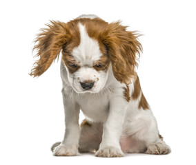 Cavalier King Charles Spaniel puppy looking down, isolated on wh