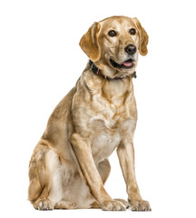 Mixed breeded dog sitting, isolated on white