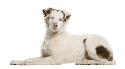 Border Collie puppy lying, 4 months old, isolated on white