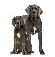 Great Danes sitting and standing, isolated on white