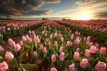 Muurstickers sunset over pink tulip field © Olha Rohulya