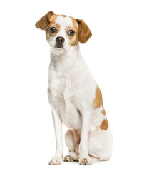 Mixed breeded dog sitting, isolated on white
