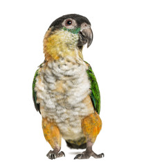 Black-capped parrot, isolated on white