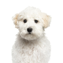 Close-up of a Maltese puppy, 6 months old, isolated on white