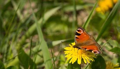 Butterfly on flower