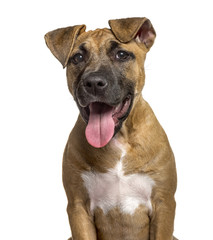 Close-up of American Staffordshire Terrier puppy panting, isolat