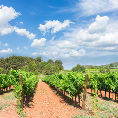Fototapeta na wymiar Vineyard green rows under blue summer sky with clouds, France