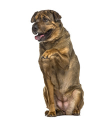 Obraz premium Mixed breeded dog raising paw, isolated on white