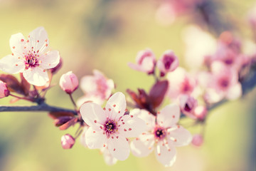 Fototapeta na wymiar Branches of cherry blossoms