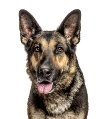 Close-up of a German Shepherd Dog, isolated on white