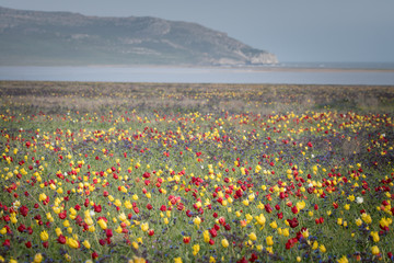 Obrazy na Szkle  Dzikie tulipany czerwono-żółte w zielonej trawie