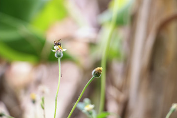 beautiful flower grass which has bee sucking pollen (selective focus)
