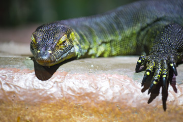 Waran only with sharp eyes and claws photographic captured