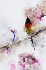 Obrazy na Plexi  Streszczenie Gould& 39 s Sunbird na gałęzi wiśni
