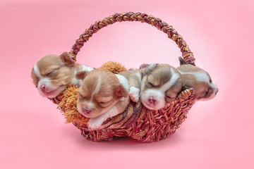 Fototapeta na wymiar Newborn chihuahua puppy sleeping together in the basket