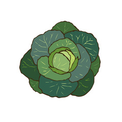 Vector illustration of cabbage. Hand drawn vegan food - cabbage