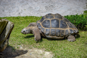 Fototapeta premium Star tortoises in motion and outdoors