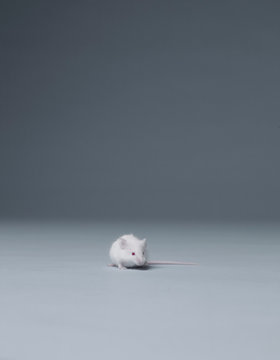White mouse sitting alone