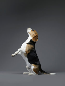 Beagle sitting on hind leg